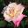 Роза чайно-гибридная ‘Belle Perle’